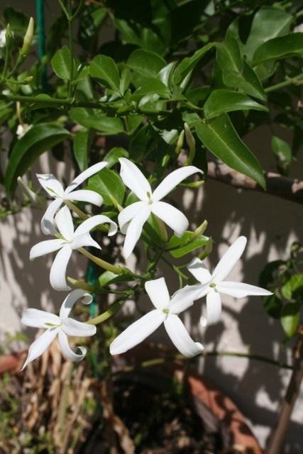 Fragrant white Jasmine